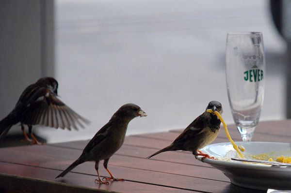 birds dining