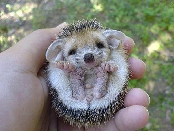 hedgehog